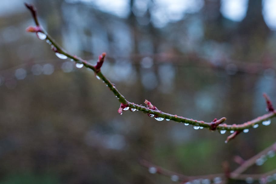 canada, nova scotia, branches, spring buds, young buds, tree HD wallpaper