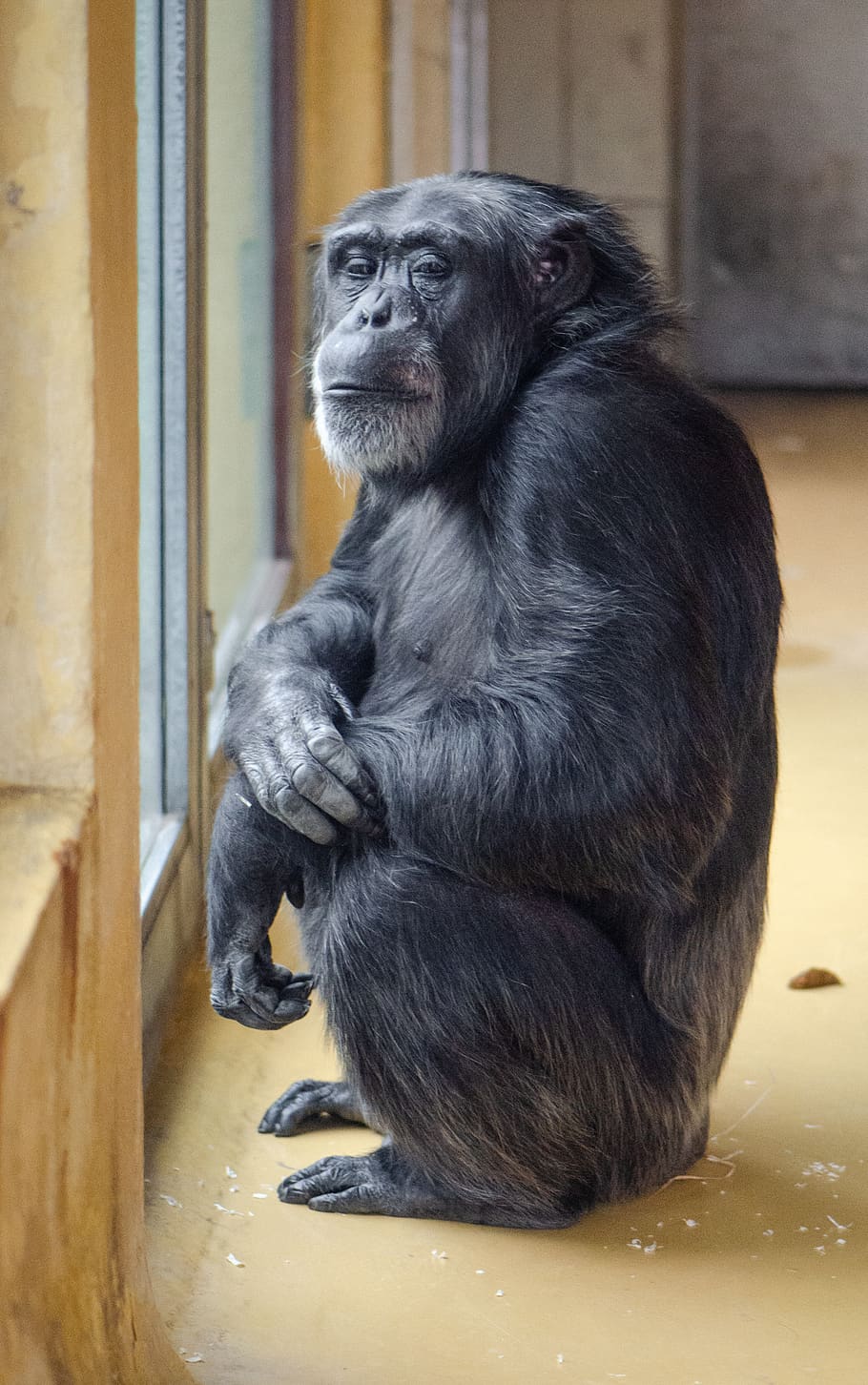 gorilla inside room, primate, animal themes, mammal, monkey, one animal HD wallpaper