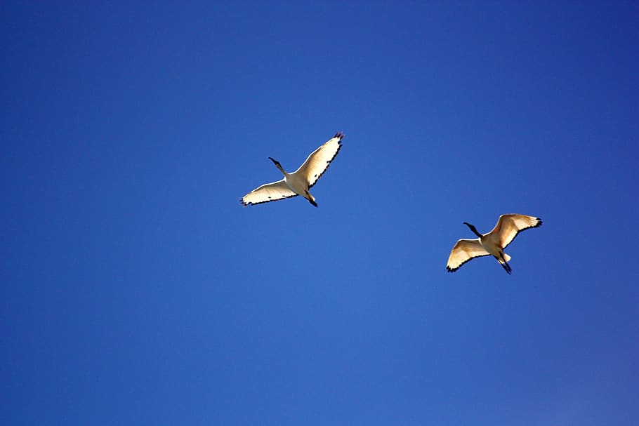 bird, birds, ibis, flight, ala, stork, sky, sharp, ali, blue, HD wallpaper