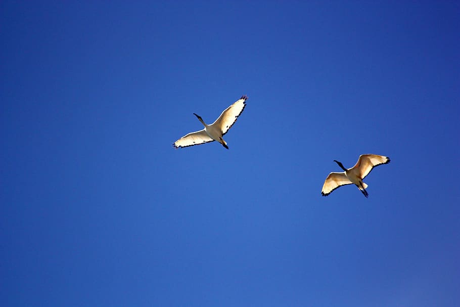 Sea Gull Flying Under Blue Sky during Daytime, flight, geese HD wallpaper
