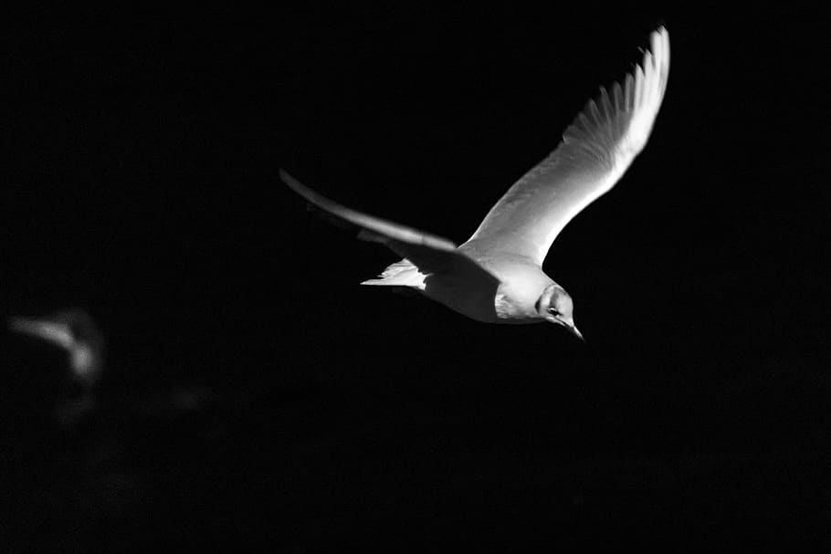 white bird flying, animal wildlife, animal themes, animals in the wild HD wallpaper