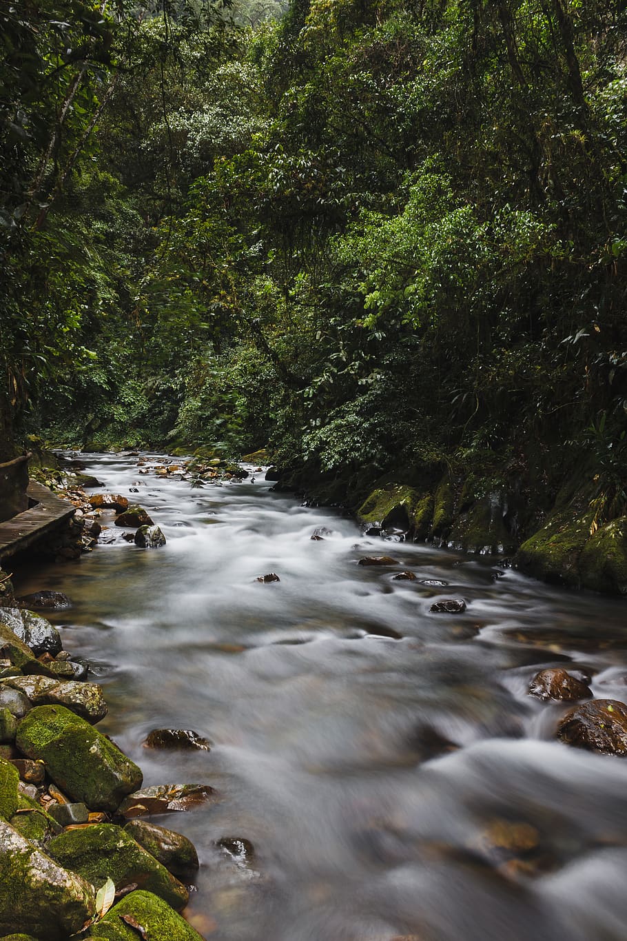 Trees Near Body Of Water, flow, forest, long-exposure, moss, nature HD wallpaper