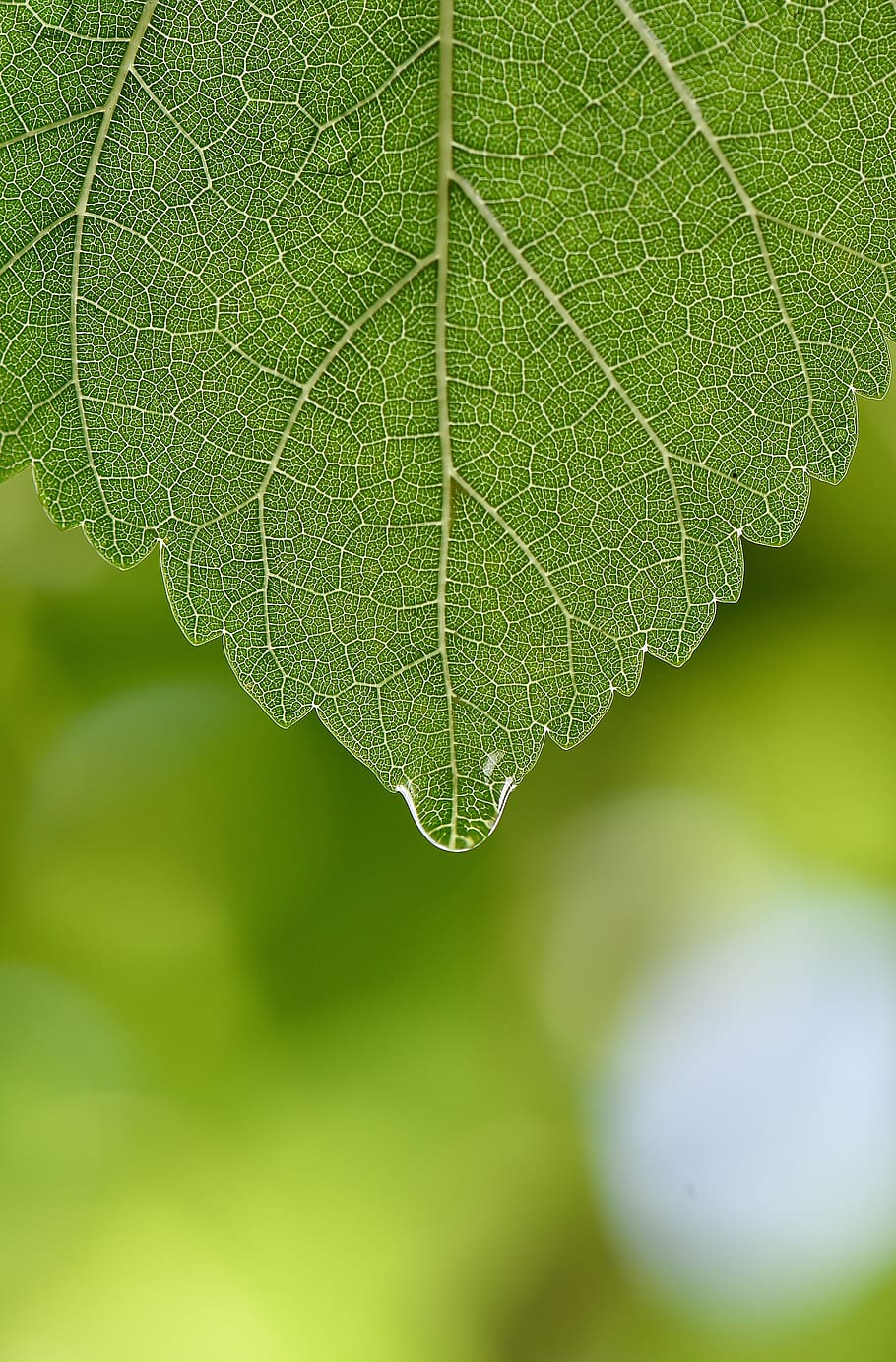 green, macro, wallpaper, bitki, soft ptr, leaf, plant part HD wallpaper