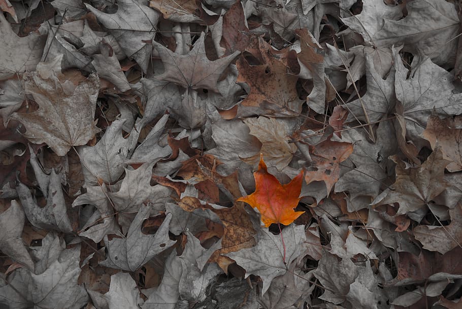 Leaf, love, natur, wood, HD wallpaper | Peakpx