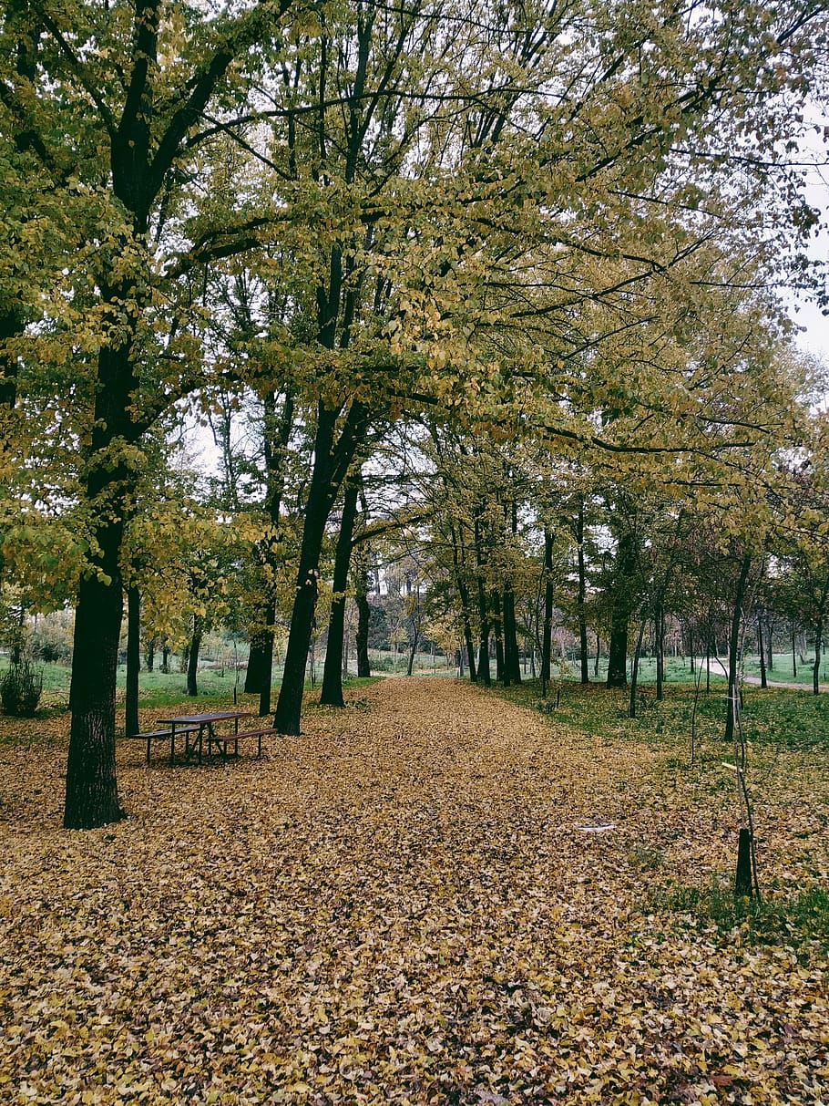nature, forest, lake, tree, plant, autumn, change, park, leaf HD wallpaper