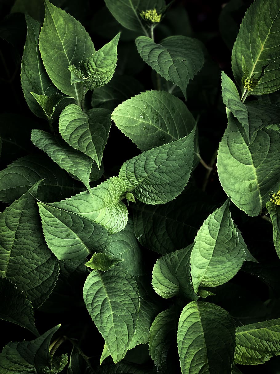 wallpaper, macro, nature, leafs, plants, life, plant part, green color HD wallpaper
