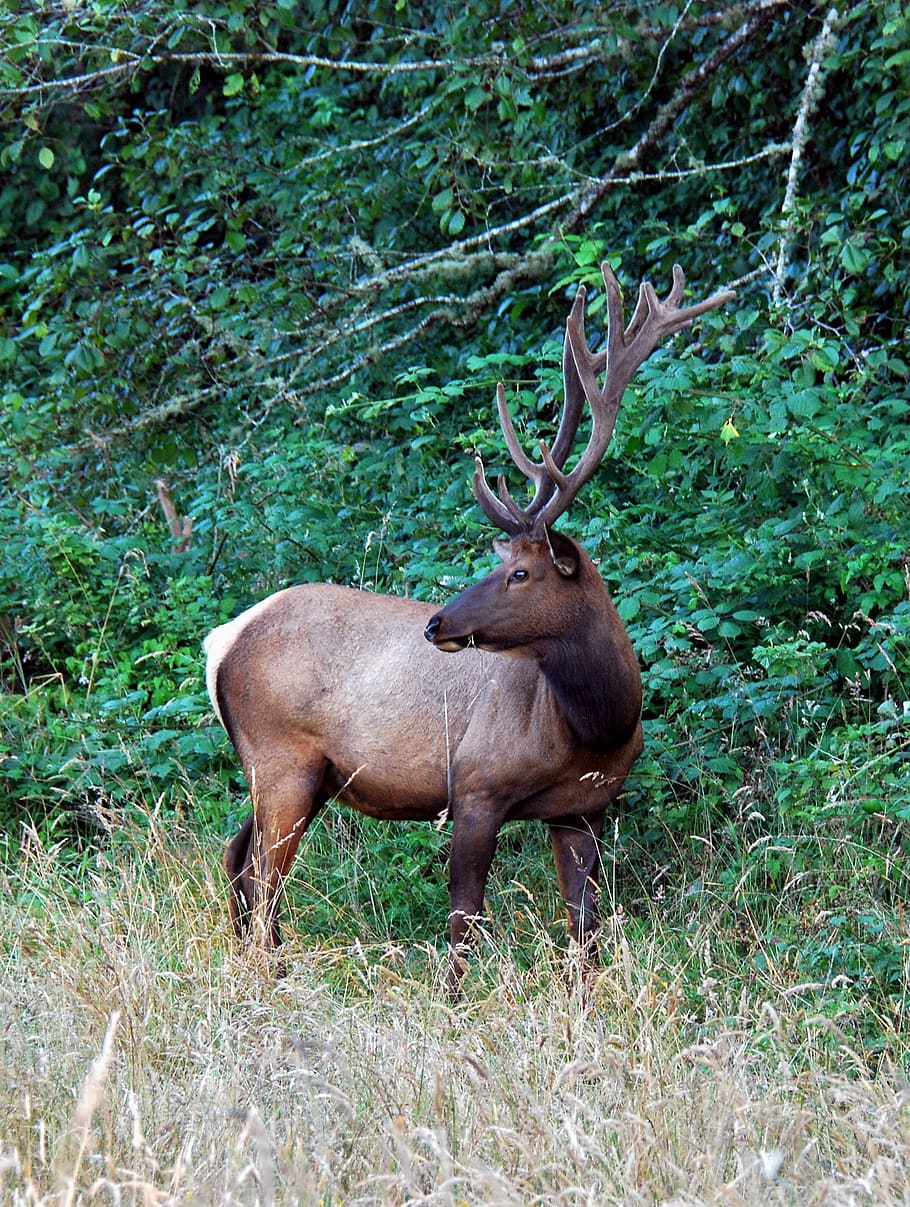 elk meadow, united states, orick, redwood national and state parks, HD wallpaper