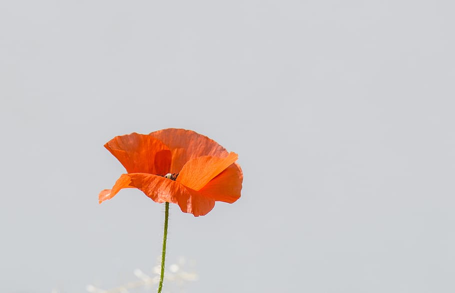 orange poppy flower in close-up photo, single, grey, red, plant HD wallpaper