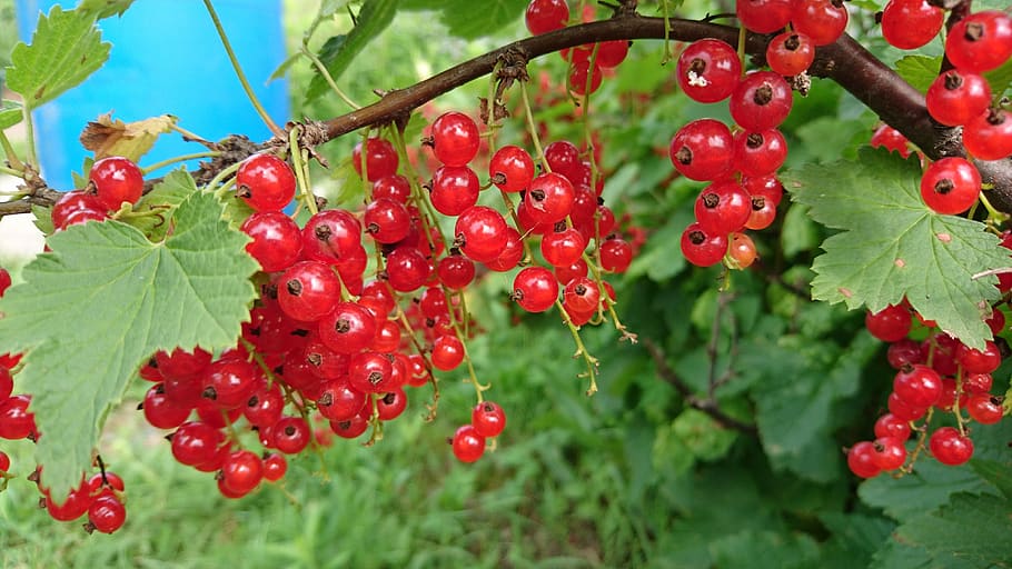 currant, berry, nature, sheet, food, red, red berry, red currant HD wallpaper