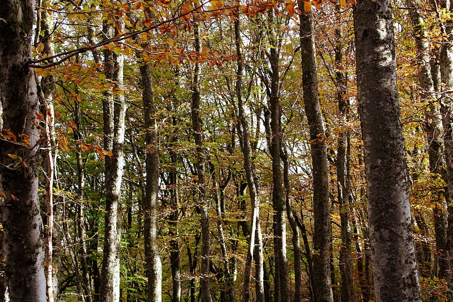 tall green trees, nature, plant, land, forest, woodland, outdoors HD wallpaper