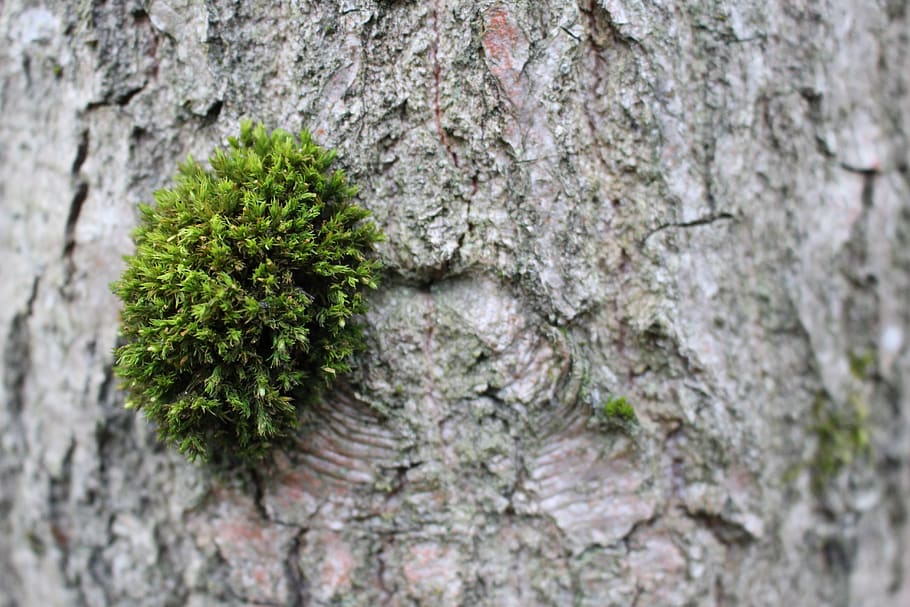 forest, bark, moss, nature, air, green, tree, vegetation, macro HD wallpaper