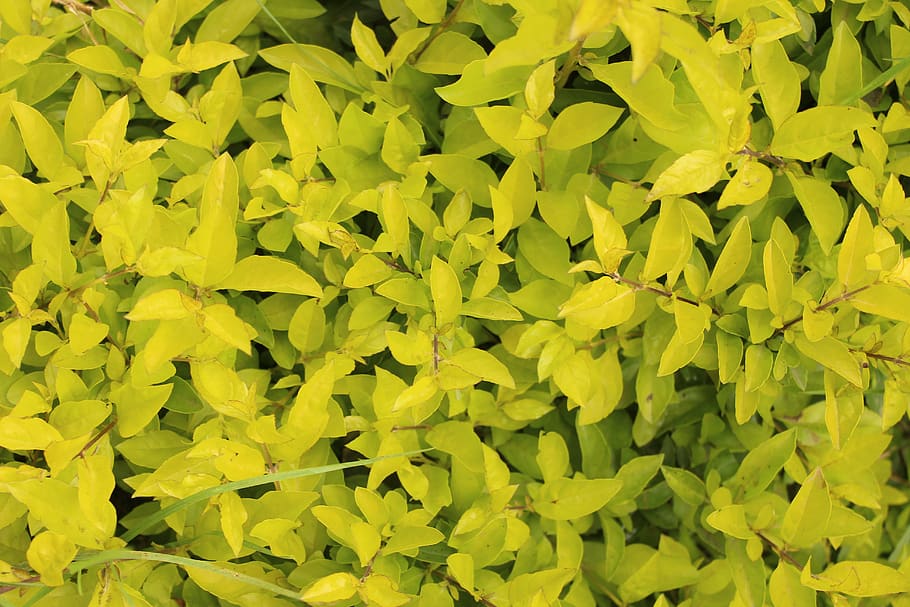india, munnar, yellow, plant part, leaf, full frame, backgrounds HD wallpaper