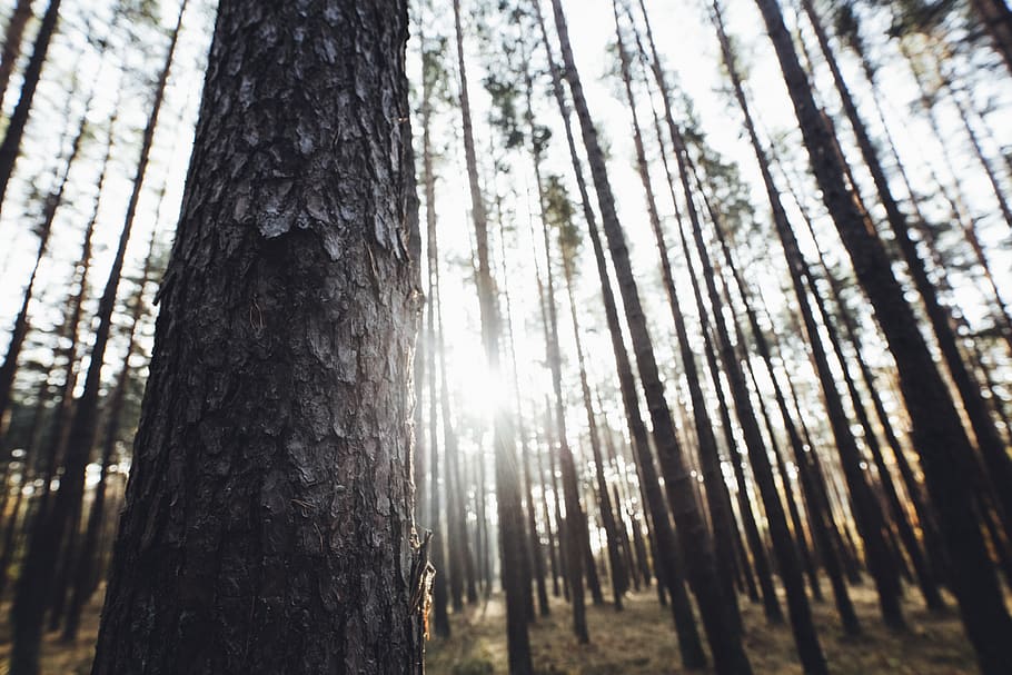 brown tree trunk during daytime, plant, forest, land, nature HD wallpaper