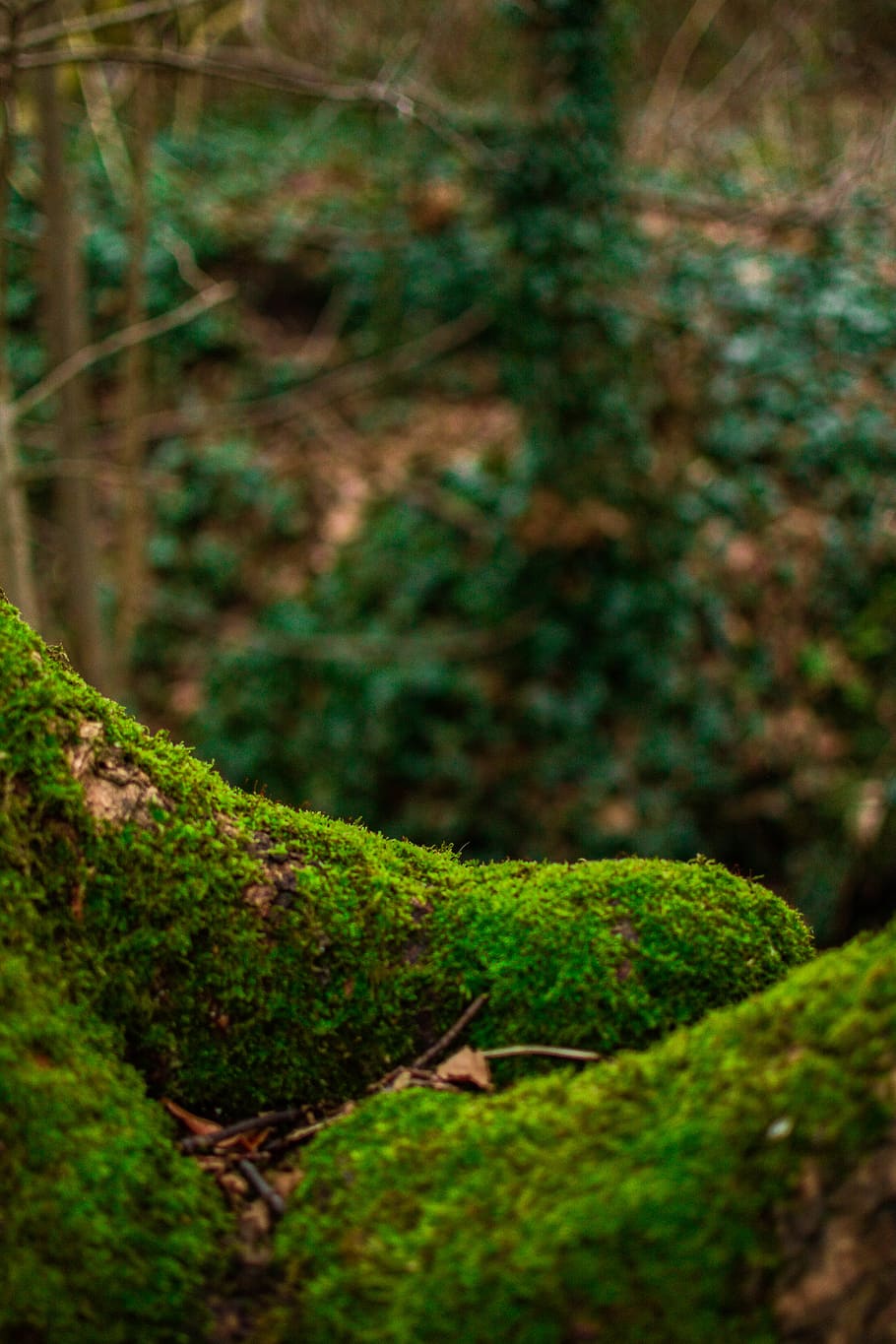 Зеленые водоросли на стволе дерева. Испанский мох фото. Trees with algae. Stump in the Forest.