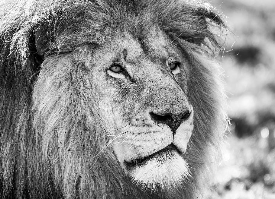 lion, black white, predator, africa, male, animal world, mane, HD wallpaper