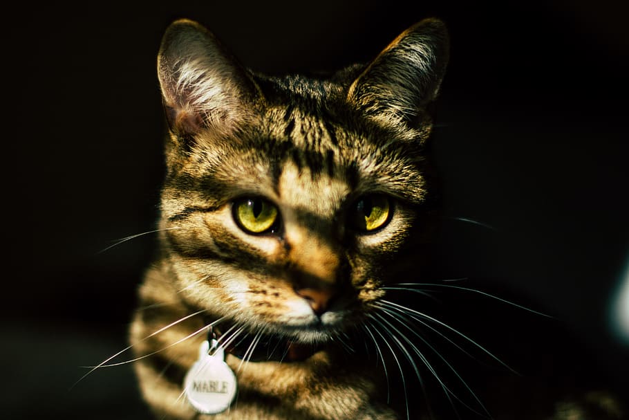 cat, kitten, harsh, lighting, catnap, feline, furry, whiskers HD wallpaper