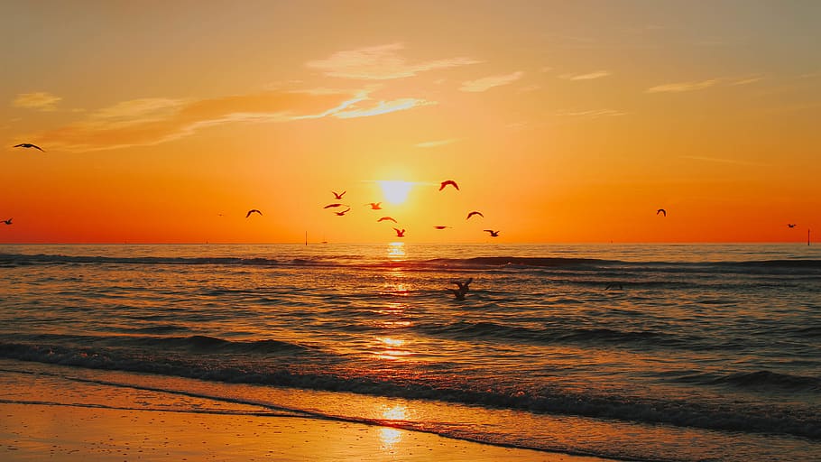 seashore across sunset, water, sky, bird, beauty in nature, animal themes HD wallpaper