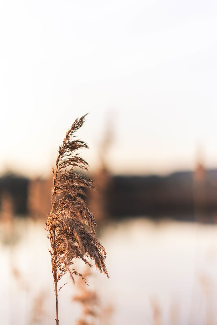 brown grass flower, plant, lawn, reed, bird, animal, bread, bread loaf HD wallpaper