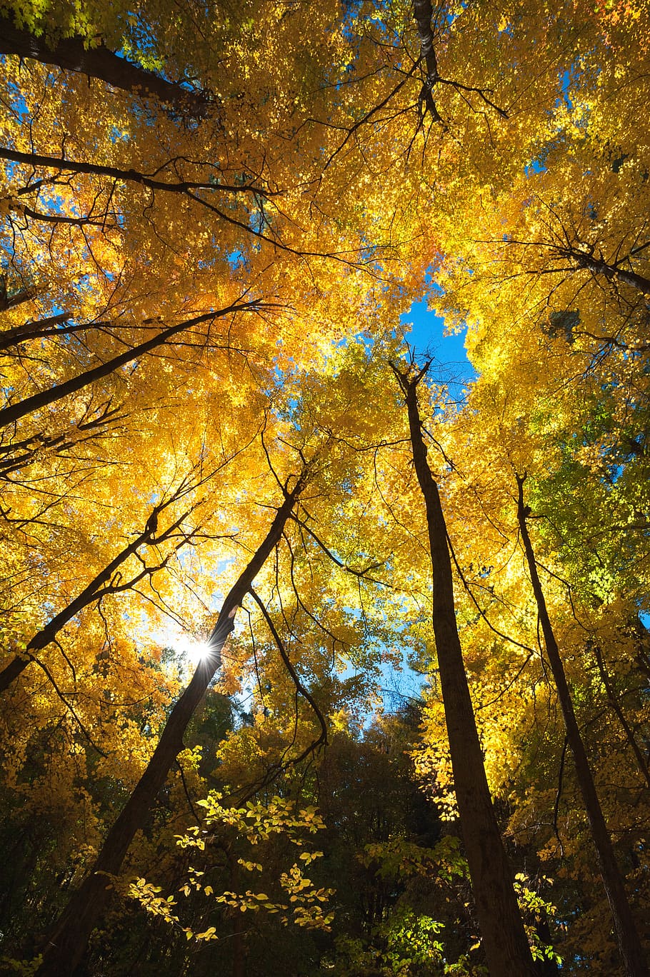 trees, forest, woods, autumn, color, leaves, fall, plant, change HD wallpaper