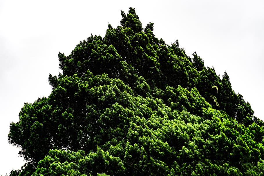 fern, leaf, tree, green, nature, perk, cold, plant, green color HD wallpaper