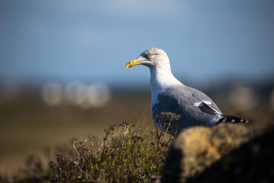 gray and white pigeon, quiberon, france, beach of port blanc HD wallpaper