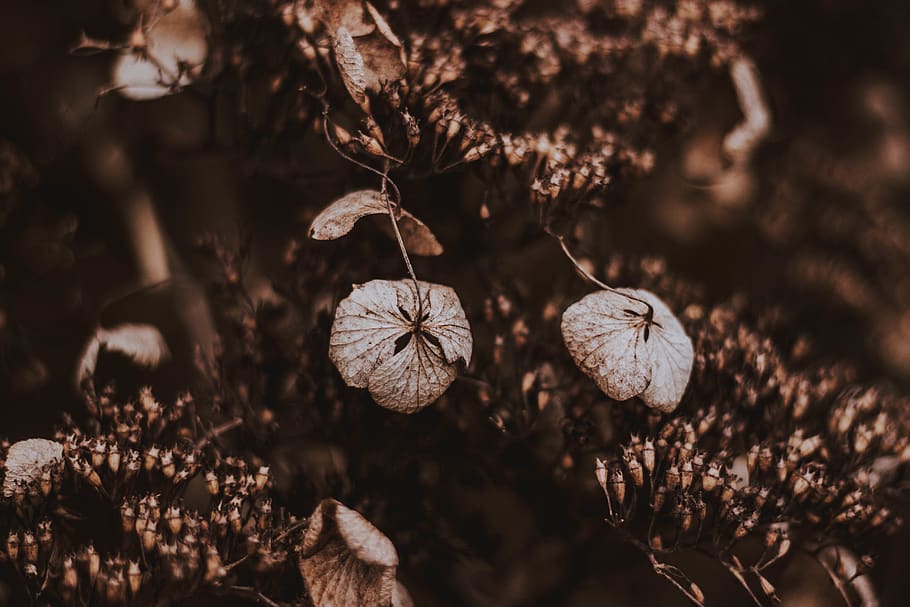white-petaled flower, plant, leaf, veins, light, flare, vegetation HD wallpaper