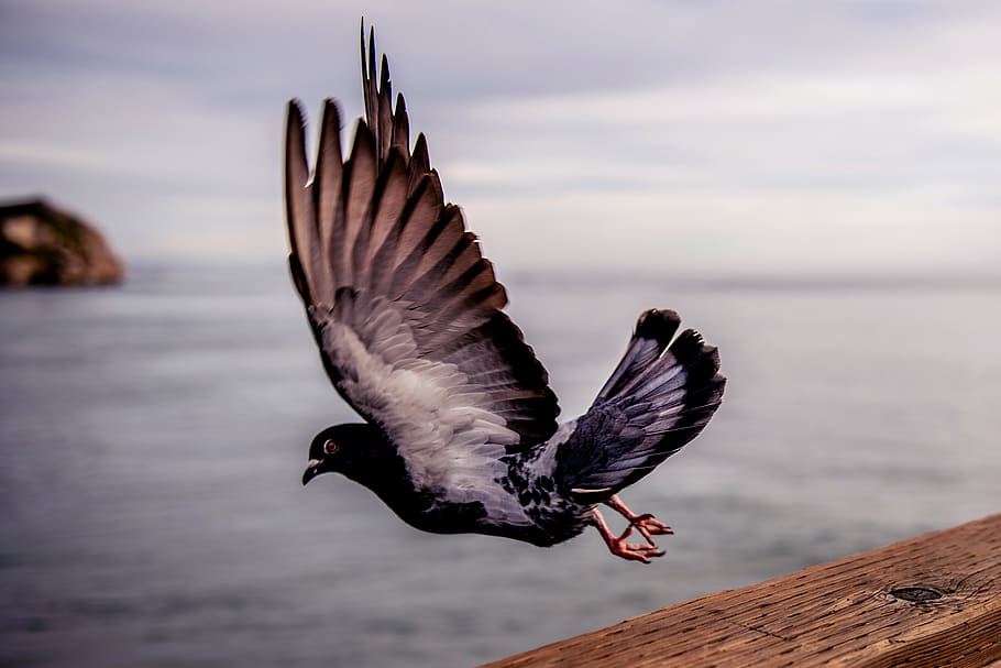 black and white bird, animal themes, animal wildlife, flying HD wallpaper
