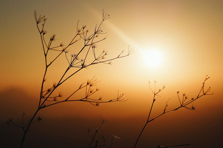 Silhouette Photo Of Plants, backlit, dawn, dusk, flowers, sunrise HD wallpaper