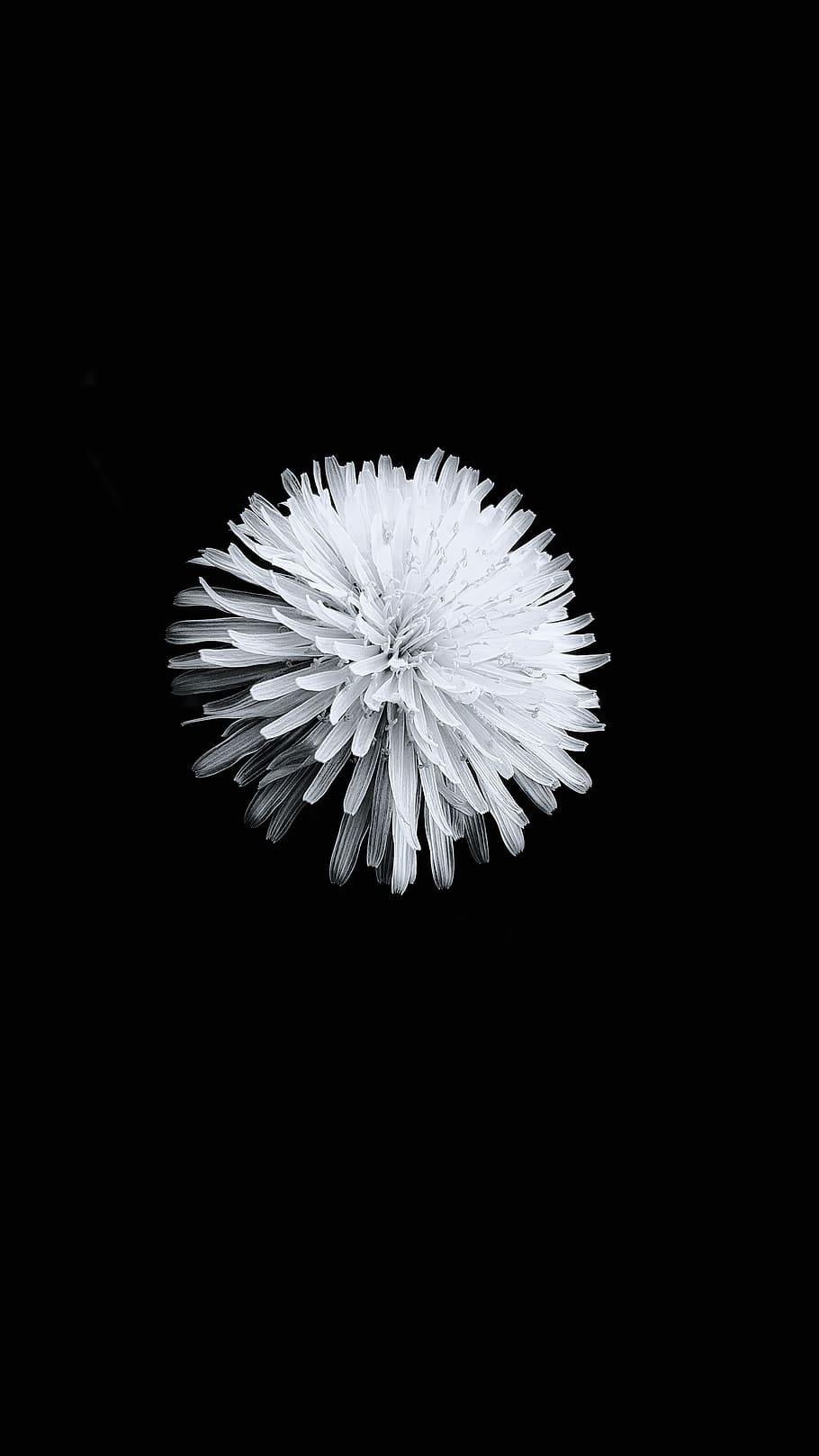 studio shot, black background, flower, copy space, close-up HD wallpaper