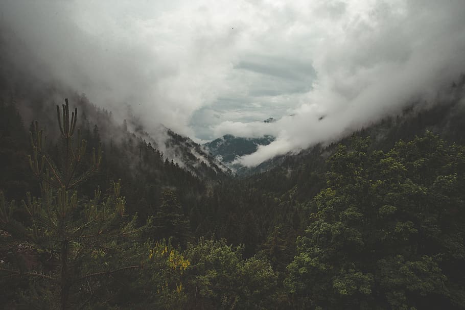 green leafed trees surrounded by sea of clouds, mountain, forest HD wallpaper