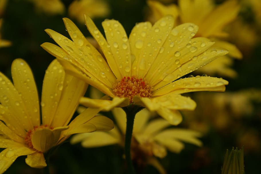 flower, yellow, raindrops, flora, wildlife, nature, flowering plant HD wallpaper