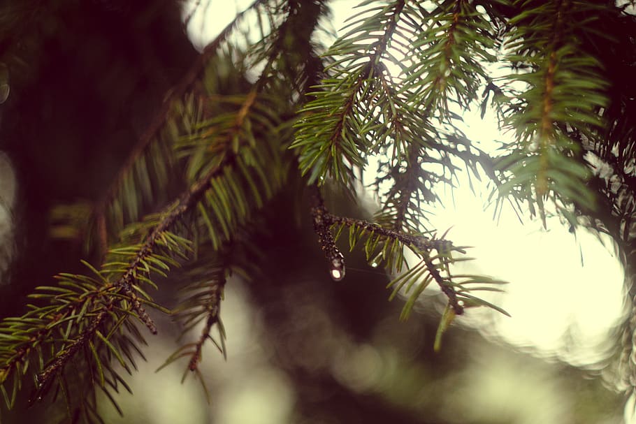 bokeh, tree, forest, pine, water, drop, plant, growth, pine tree HD wallpaper