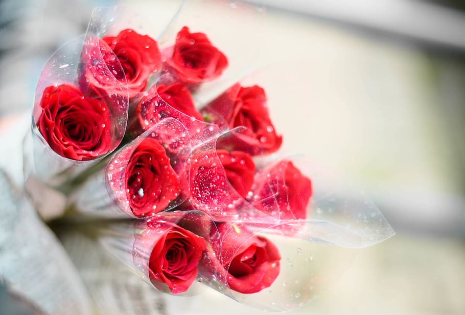india, pune, red, flower, close-up, rose - flower, flowering plant HD wallpaper