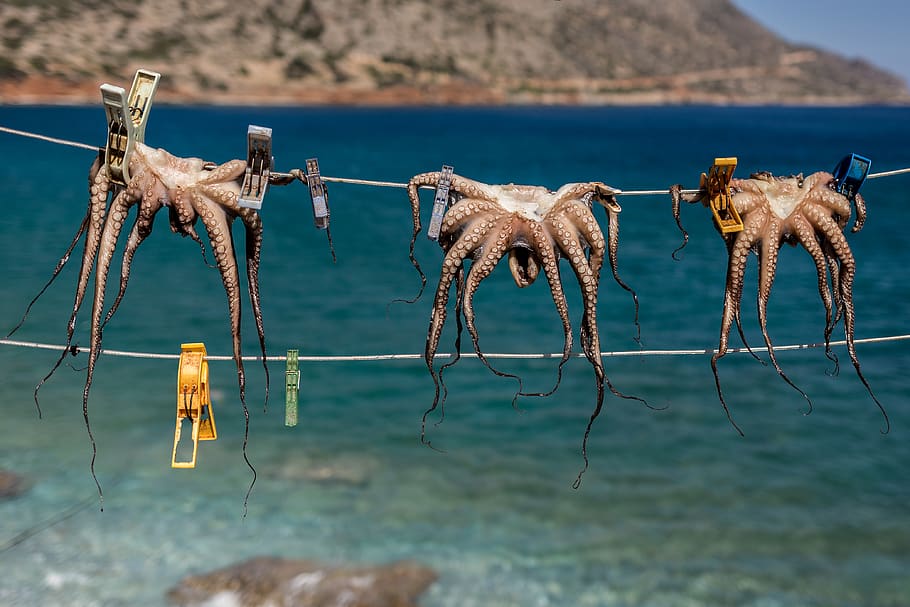 water, blue, greek, fish, octopus, taste like pizza ;), rope HD wallpaper