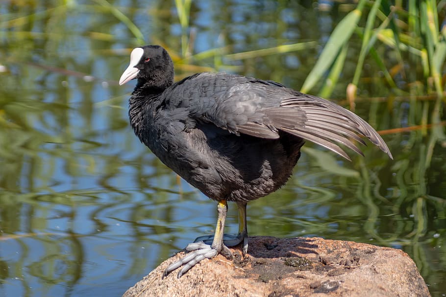 coot, waterfowl, bird, animal wildlife, animals in the wild HD wallpaper