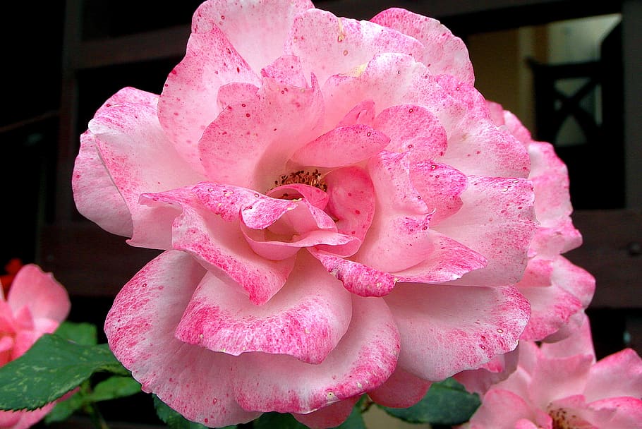 rose, flower, pink, clear, garden, plant, nature, flowers, beauty HD wallpaper
