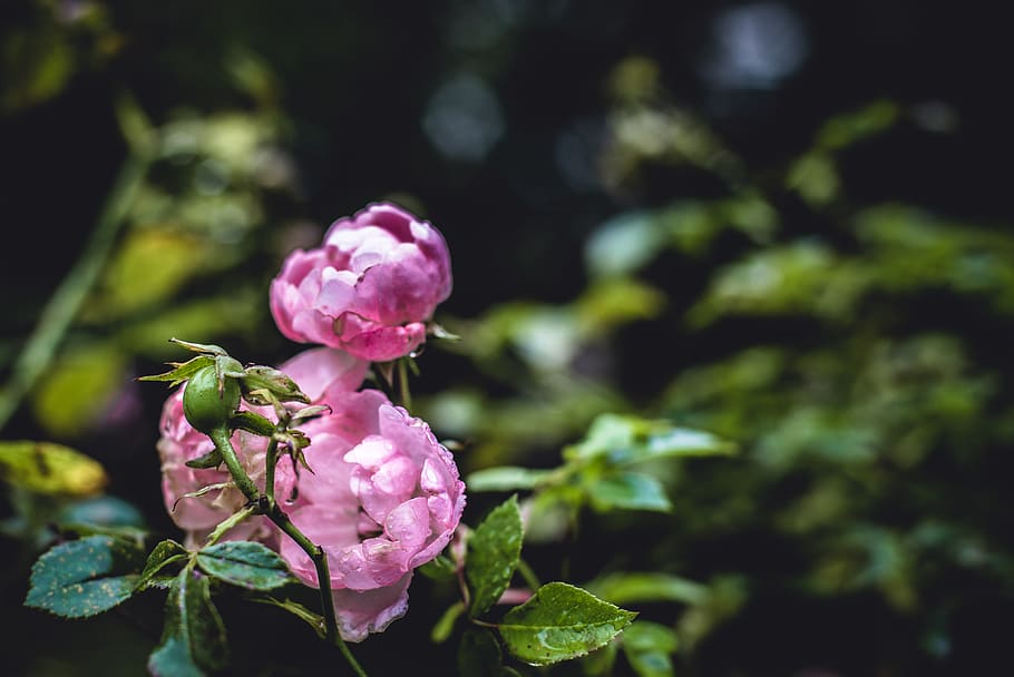 sweden, malmö, rose bush, rainy, rose bushes, pink rose, flower, HD wallpaper