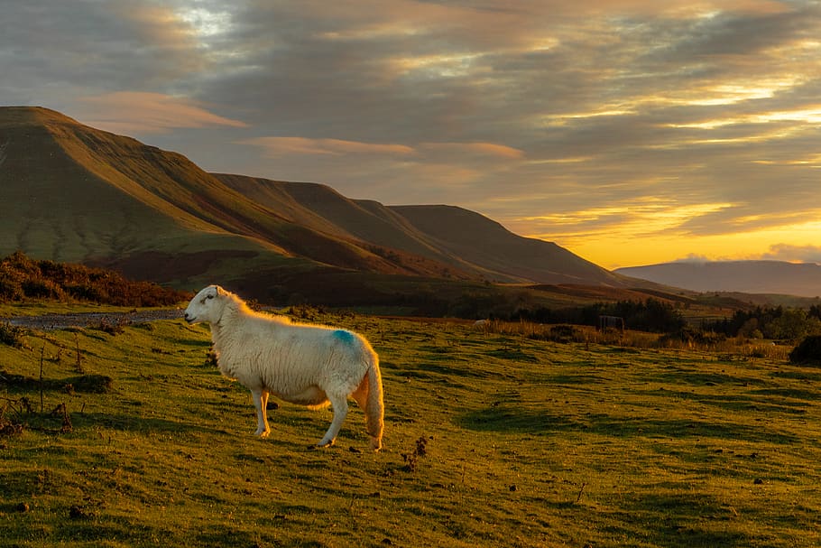 white sheep, nature, outdoors, grassland, field, animal, mammal HD wallpaper