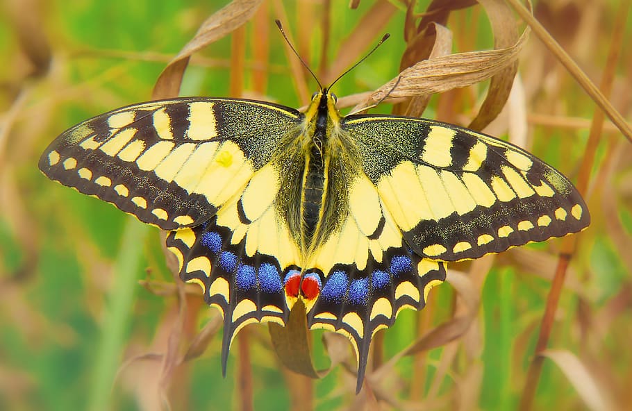 yellow butterfly on dried leaf, invertebrate, insect, animal HD wallpaper