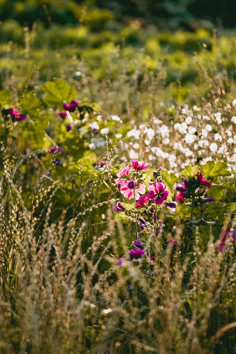 flowers, meadow, grass, blossom, leaves, autumn, fall, sun HD wallpaper