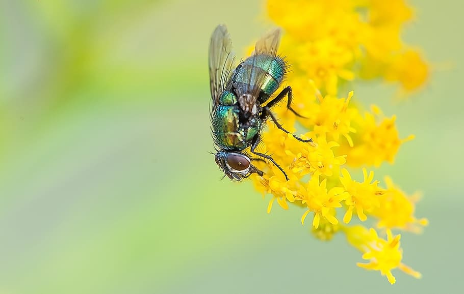 Blue Fly on Yellow Flowers, bug, insect, nature, summer, invertebrate HD wallpaper