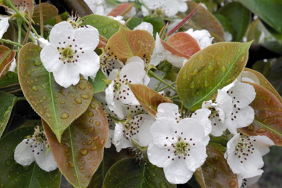 pear, flower, spring, beautiful, tree, a fruit garden, flowers HD wallpaper