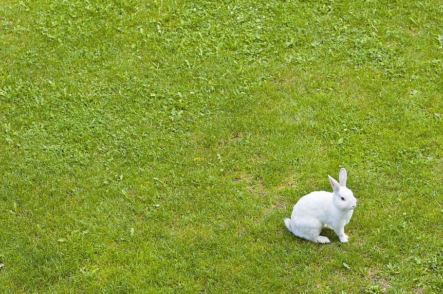 easter, bunny, grass, white, green, mammal, one animal, animal themes HD wallpaper