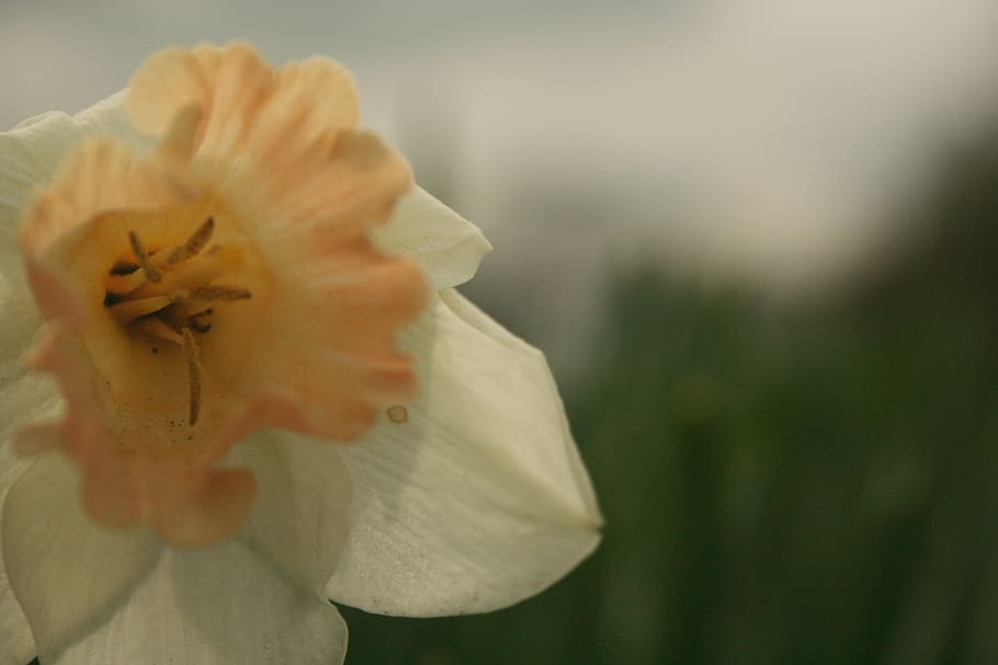 united states, woolwich, flowering plant, fragility, petal HD wallpaper