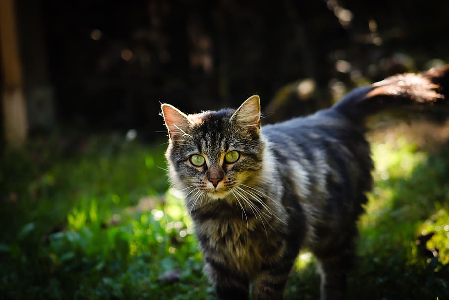 cat, pet, kitten, fur, eyes, feline, pets, domestic cat, cats look HD wallpaper