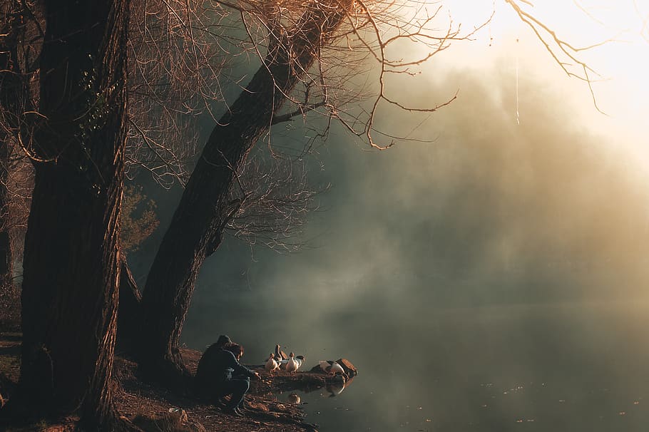 Landscape Photography of Lake, dark, daylight, ducks, environment HD wallpaper