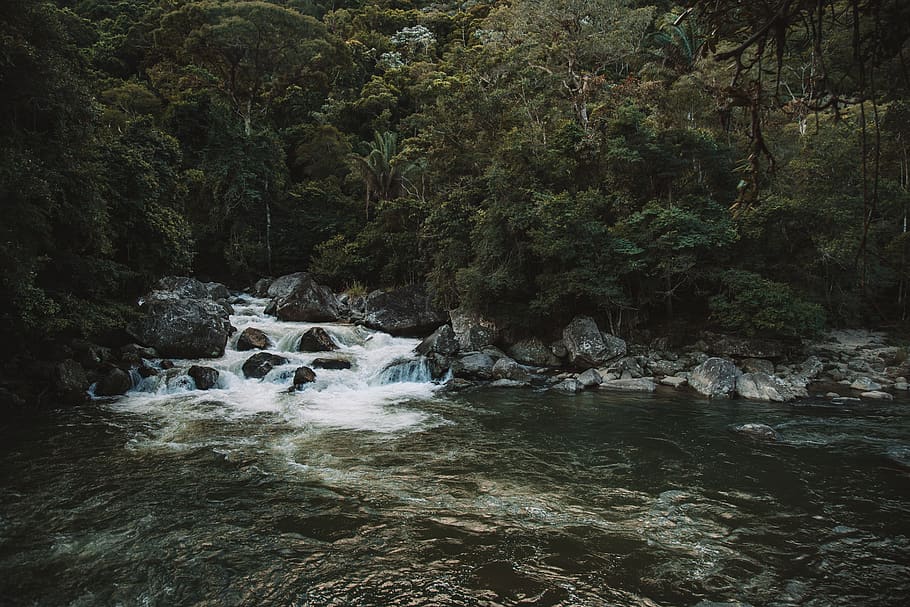 Rippling Water, cascade, creek, environment, fall, flow, forest HD wallpaper