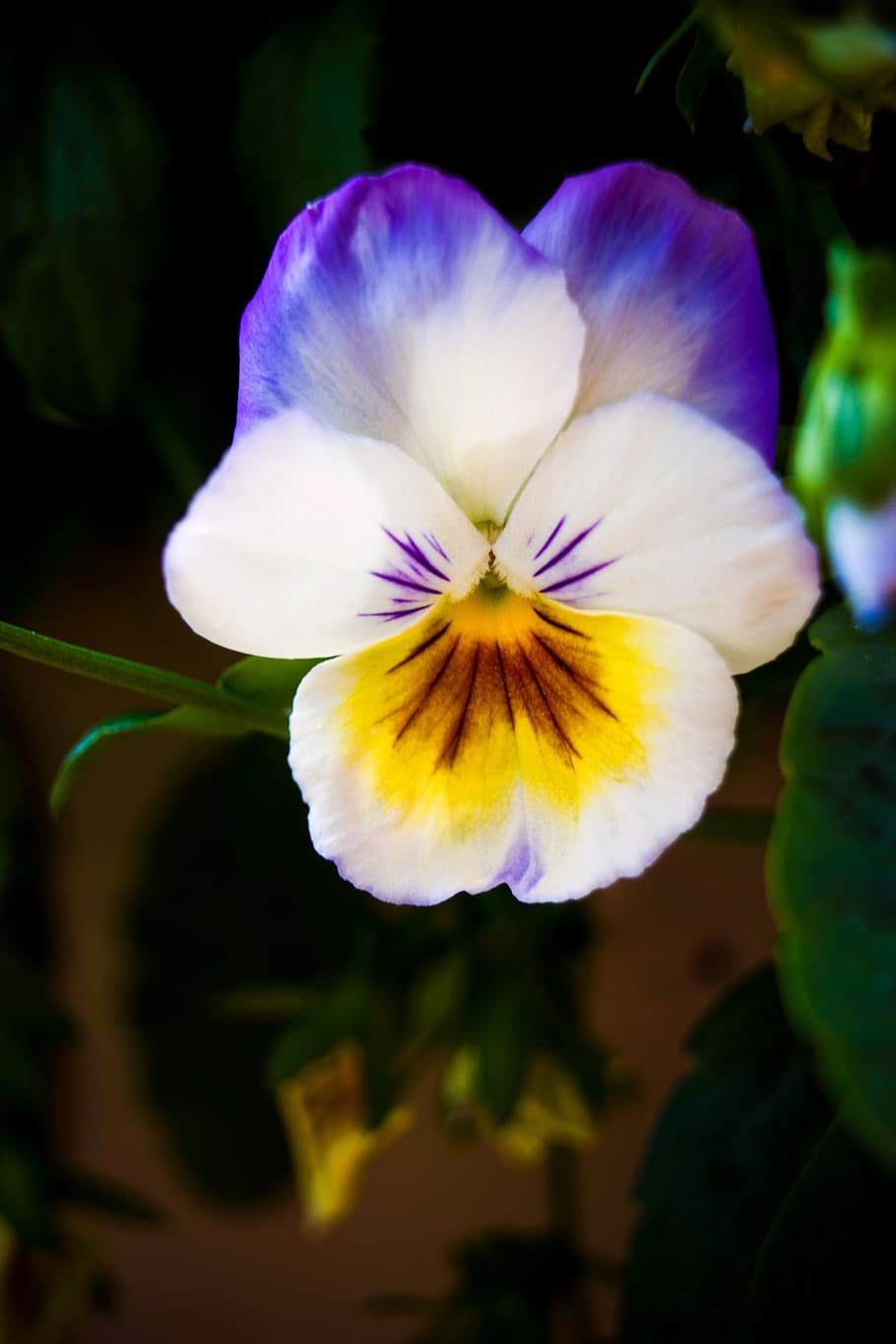 Pansy Flowers Stock Photos and Images - 123RF