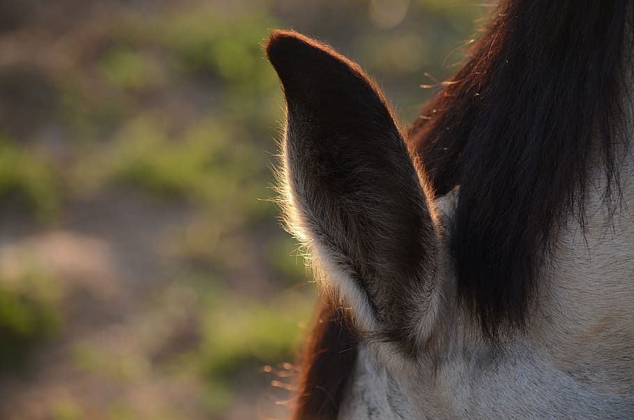 back light, horse, ear, animal themes, one animal, mammal, vertebrate HD wallpaper