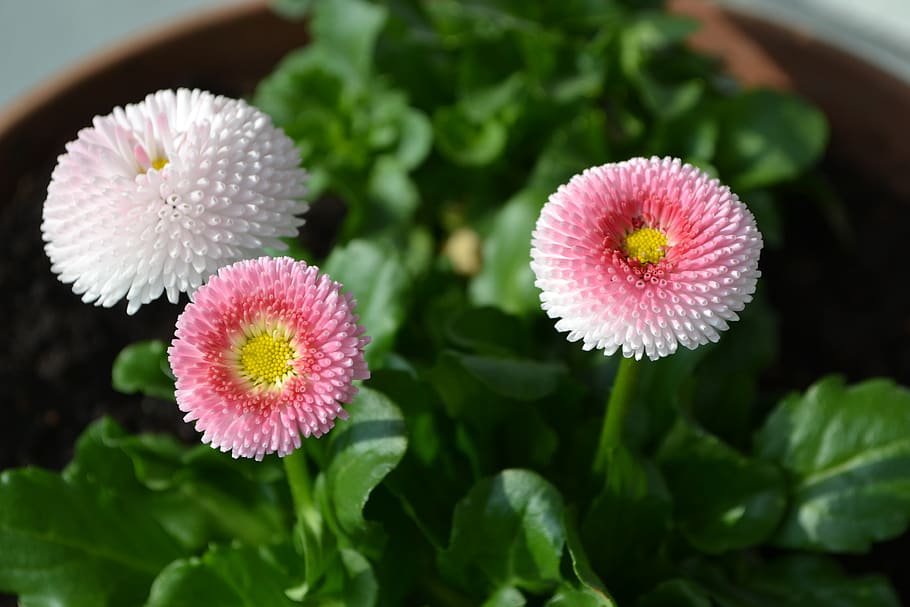 spring, flowers, bellis, nature, blossom, bloom, flora, garden HD wallpaper